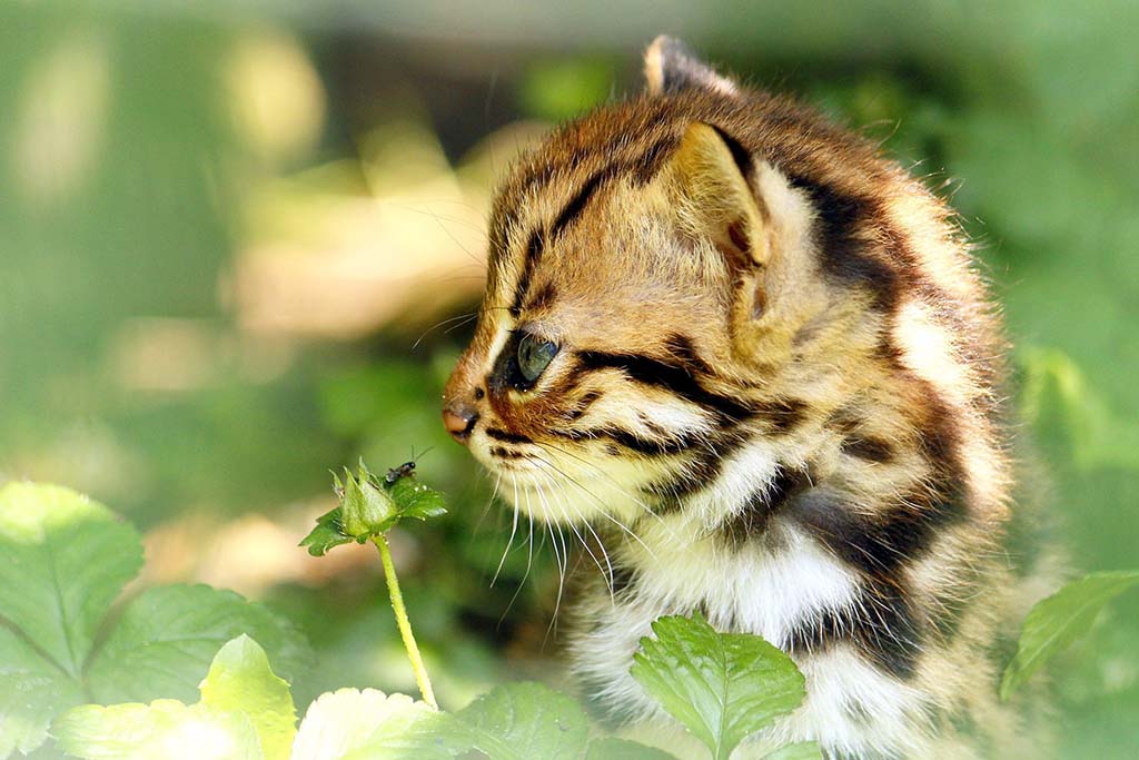 Taman Indonesia - Zoo