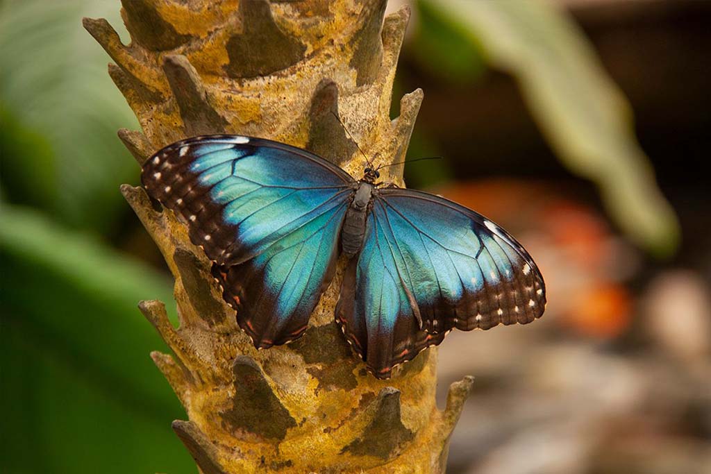 The Orchideeën Hoeve - Zoo