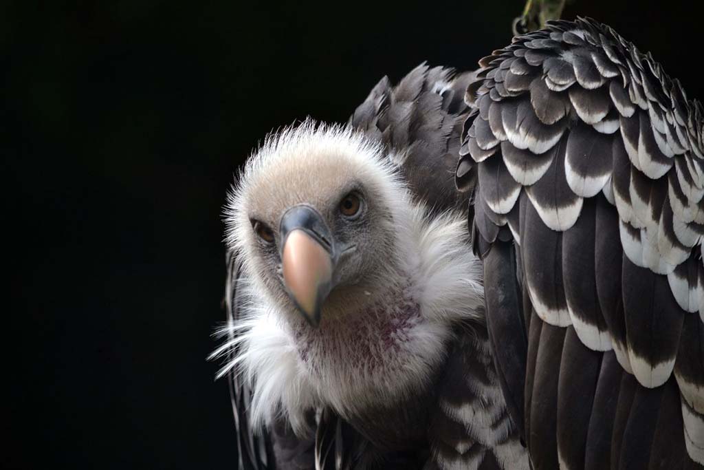 Vogelpark Avifauna - Zoo