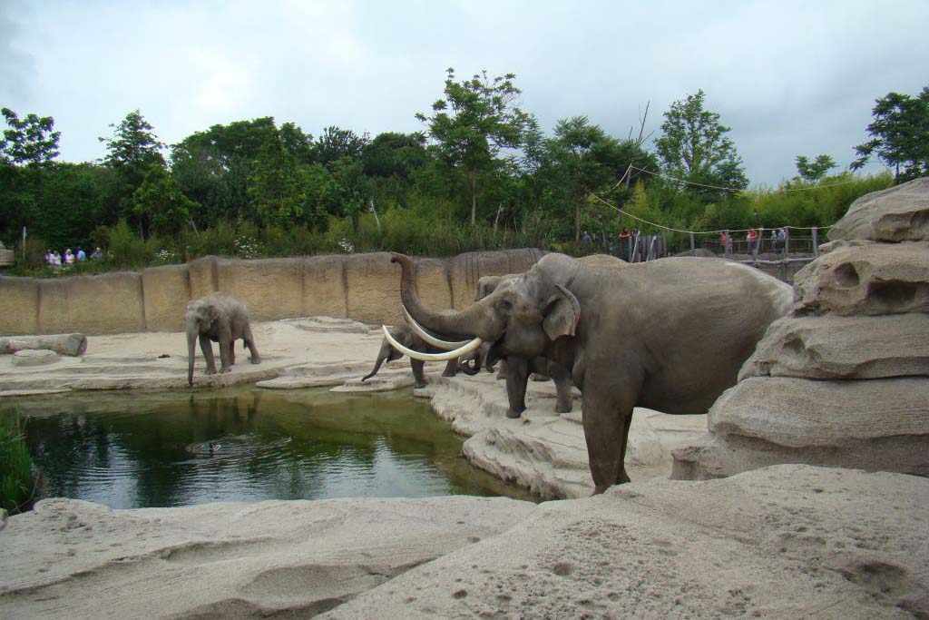 WildLands Adventure Zoo - Zoo